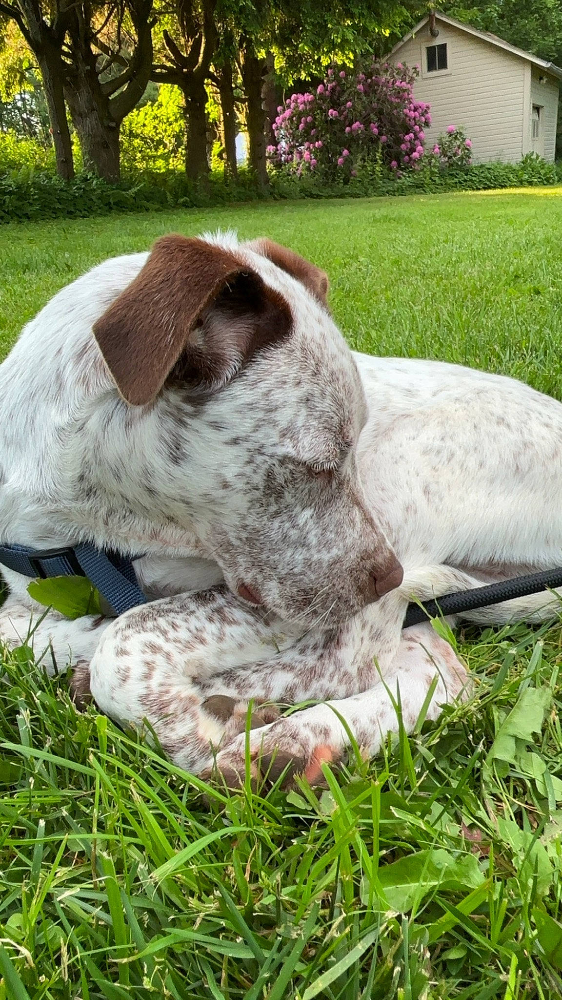 Woody is registered to the contest to win money with this photo: canidae, carnivore, collar, companion_dog, dog, dog_breed, dog_collar, fawn, grass, groundcover, non_sporting_group, plant, pointing_breed, snout, sporting_group, tail, terrestrial_animal, tree, working_animal, working_dog