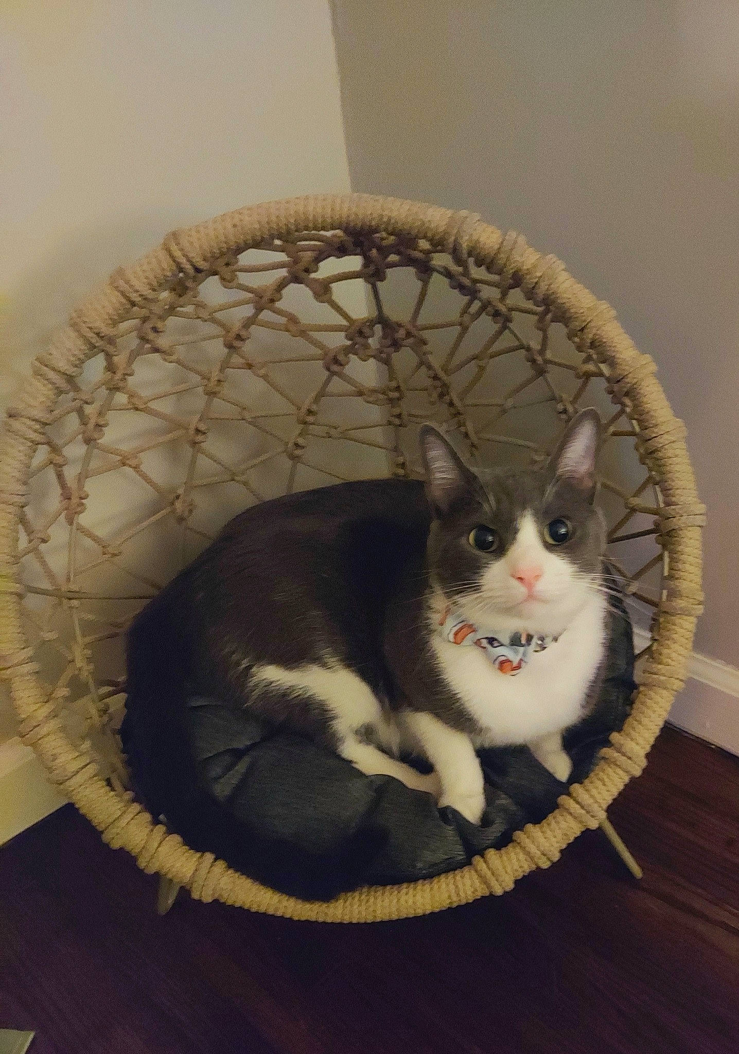 Pete is registered to the contest to win money with this photo: carnivore, cat, cat_supply, circle, comfort, domestic_short_haired_cat, eye, fawn, felidae, fur, grey, pet_supply, sitting, small_to_medium_sized_cats, snout, stairs, tail, whiskers, window, wood