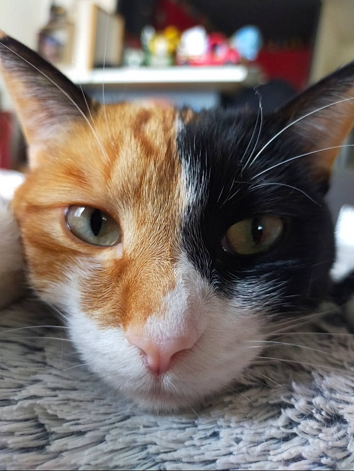 Sally a rejoint le concours — aidez-le/la à gagner de superbes lots ! carnivore, cat, claw, close_up, comfort, domestic_short_haired_cat, eye, felidae, fur, hair, head, paw, small_to_medium_sized_cats, snout, whiskers, window