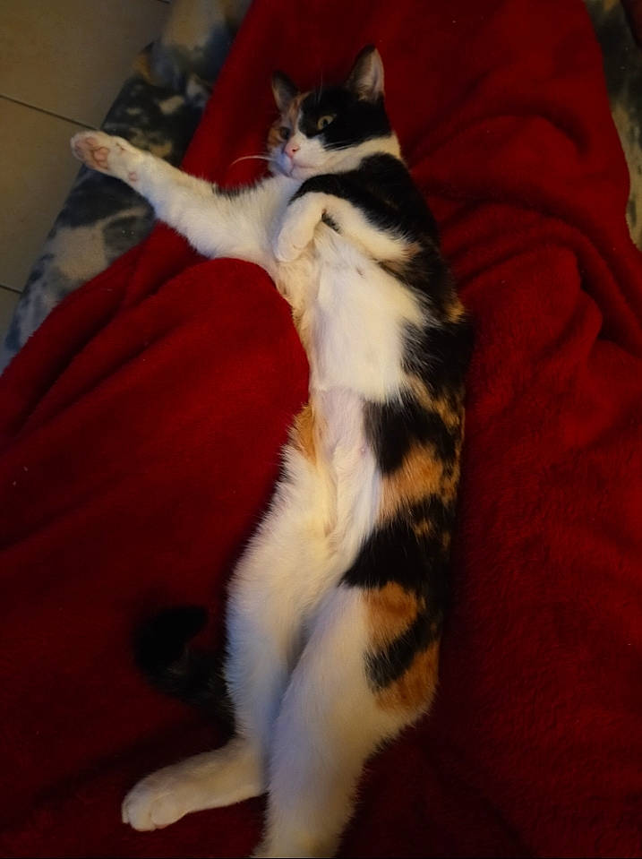 Sally a rejoint le concours — aidez-le/la à gagner de superbes lots ! carnivore, cat, claw, comfort, domestic_short_haired_cat, fawn, felidae, flooring, foot, fur, hardwood, human_leg, lap, paw, small_to_medium_sized_cats, snout, tail, terrestrial_animal, whiskers, wood