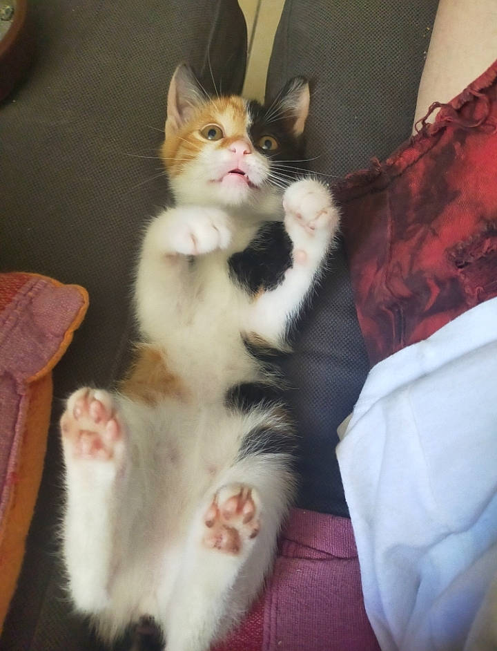 Sally participe au concours pour gagner de l'argent avec cette photo : carnivore, cat, claw, comfort, domestic_short_haired_cat, eye, felidae, foot, fur, lap, paw, sitting, small_to_medium_sized_cats, snout, tail, whiskers