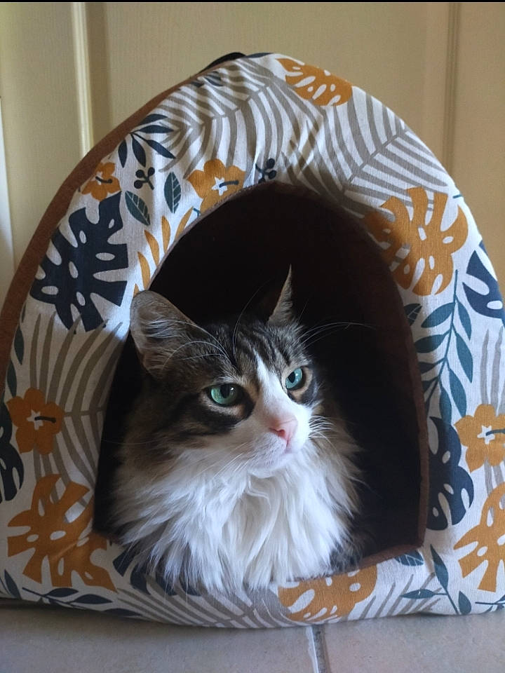 Diesel a rejoint le concours — aidez-le/la à gagner de superbes lots ! art, box, cardboard, carnivore, cat, comfort, domestic_short_haired_cat, felidae, fur, hardwood, plant, ragdoll, small_to_medium_sized_cats, snout, tail, tree, whiskers, window, wood