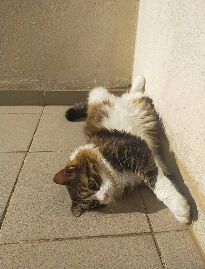 Diesel participe au concours pour gagner de l'argent avec cette photo : asphalt, carnivore, cat, domestic_short_haired_cat, eye, fawn, felidae, flooring, fur, hardwood, human_leg, paw, road_surface, sidewalk, small_to_medium_sized_cats, snout, tail, terrestrial_animal, whiskers, wood