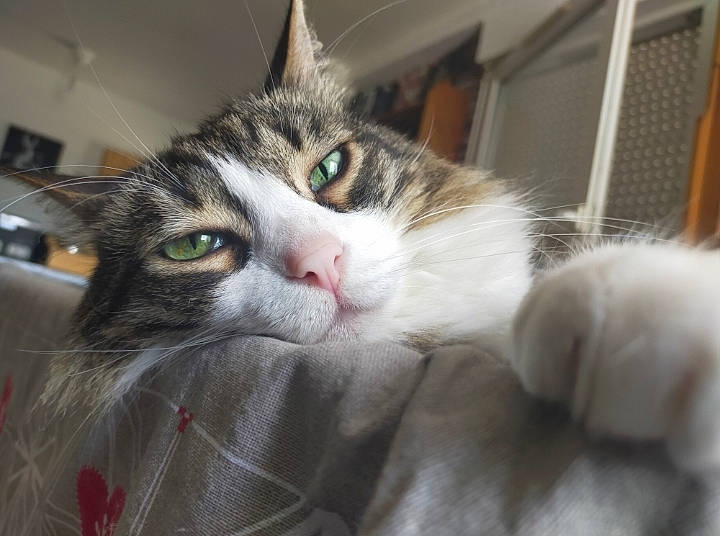 Diesel participe au concours pour gagner de l'argent avec cette photo : carnivore, cat, claw, comfort, domestic_short_haired_cat, felidae, fur, paw, small_to_medium_sized_cats, whiskers