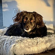 Raven participe au concours pour gagner de l'argent avec cette photo : animal, bed, black_dog, canine, comfort, cozy, dog, ears, floor, fluffy, fur, indoor, looking, pet, portrait, relaxed, resting, shadow, sunlight, warm_light