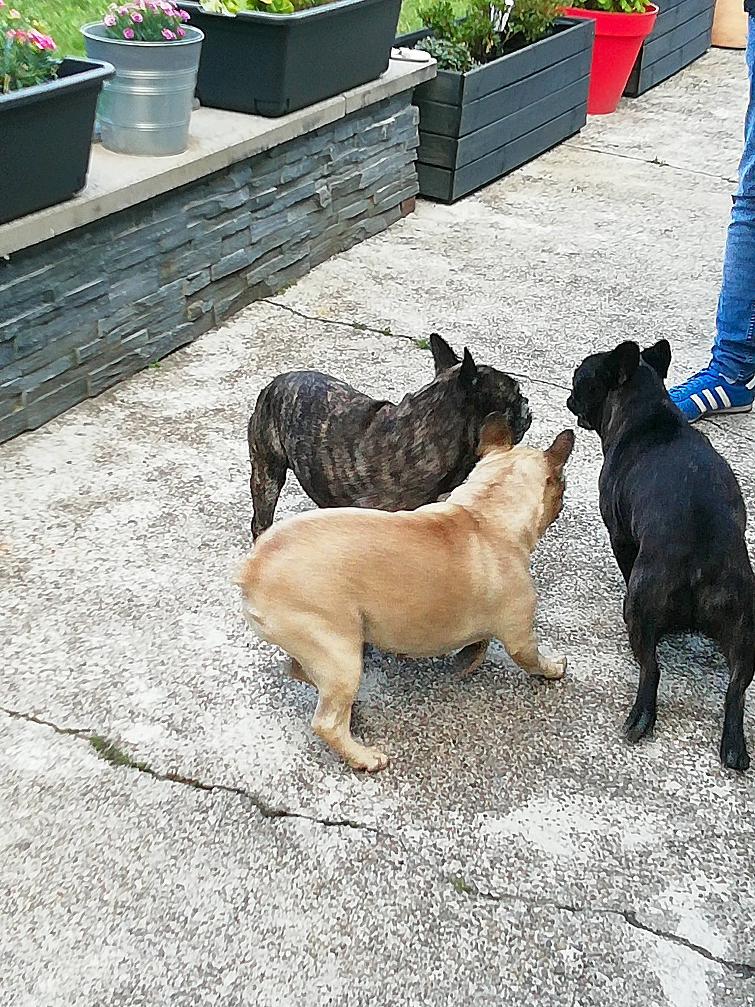 Lola participe au concours pour gagner de l'argent avec cette photo : canidae, carnivore, collar, companion_dog, dog, dog_breed, fawn, flagstone, flooring, flowerpot, grass, guard_dog, houseplant, jeans, leash, plant, road_surface, sporting_group, tail, working_animal
