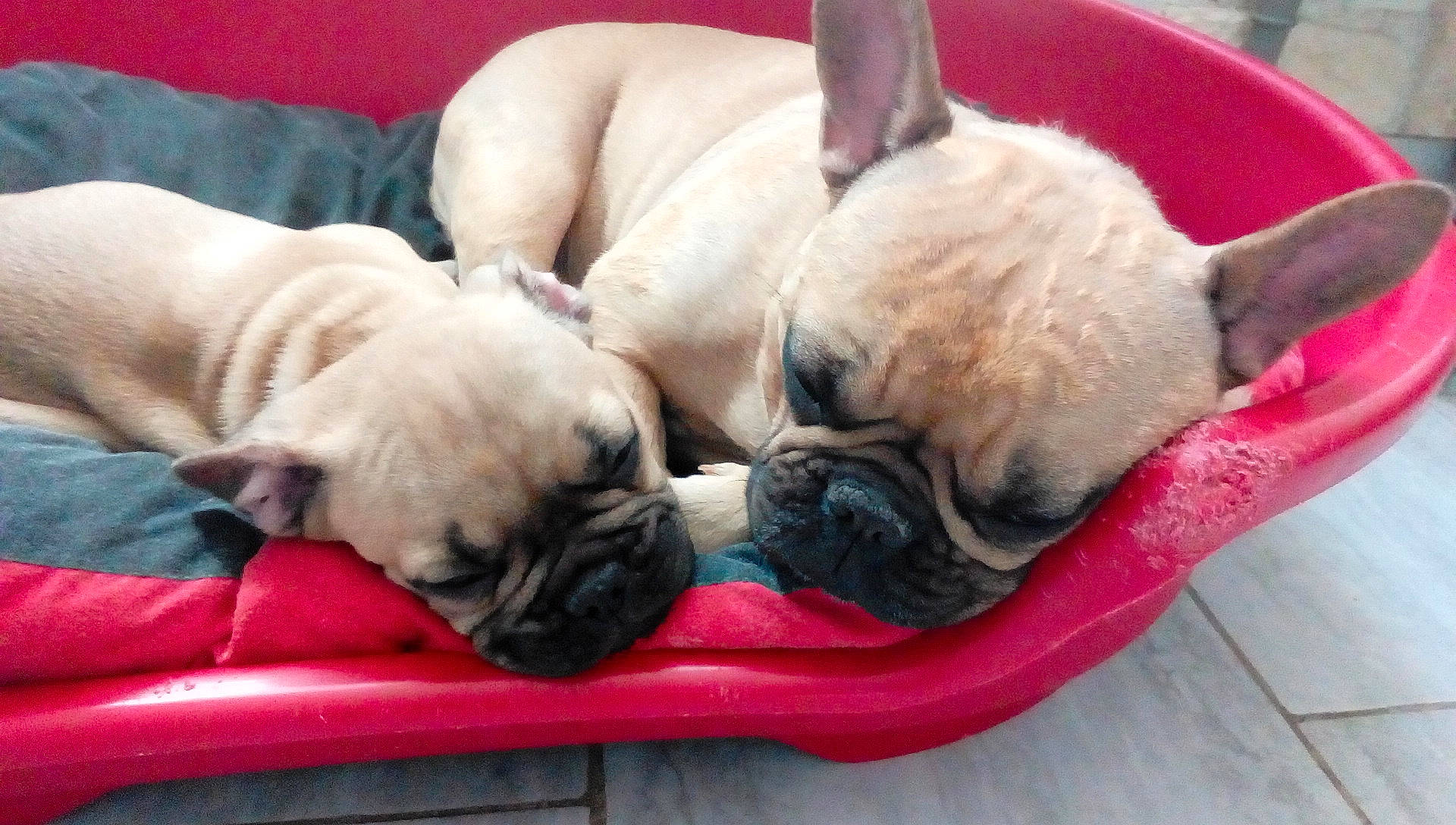 Lola participe au concours pour gagner de l'argent avec cette photo : canidae, carnivore, collar, comfort, companion_dog, dog, dog_breed, dog_collar, dog_supply, fawn, mammal, pet_supply, pug, snout, sporting_group, toy_dog, vertebrate, whiskers, working_animal, wrinkle