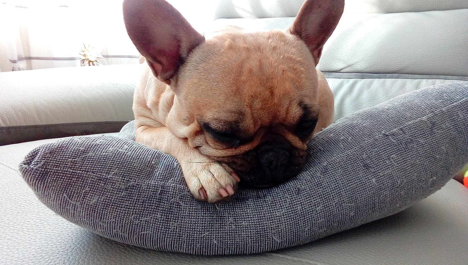 Lola a rejoint le concours — aidez-le/la à gagner de superbes lots ! bulldog, canidae, carnivore, comfort, companion_dog, corgi_chihuahua, dog, dog_breed, dog_supply, ear, fawn, head, non_sporting_group, snout, sporting_group, terrestrial_animal, toy_dog, whiskers, working_animal, wrinkle