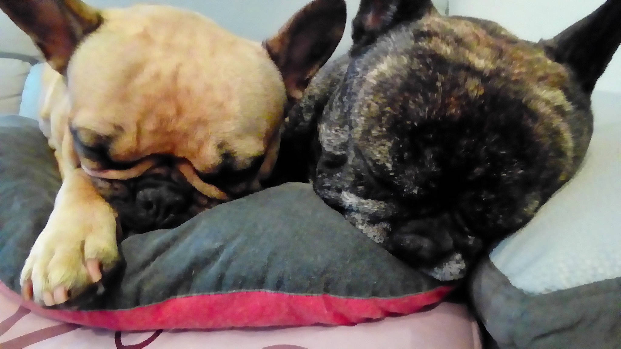 Lola a rejoint le concours — aidez-le/la à gagner de superbes lots ! bean_bag, bulldog, canidae, carnivore, comfort, companion_dog, dog, dog_breed, dog_supply, fawn, felidae, fur, nap, pug, snout, sporting_group, toy_dog, whiskers, working_animal, wrinkle