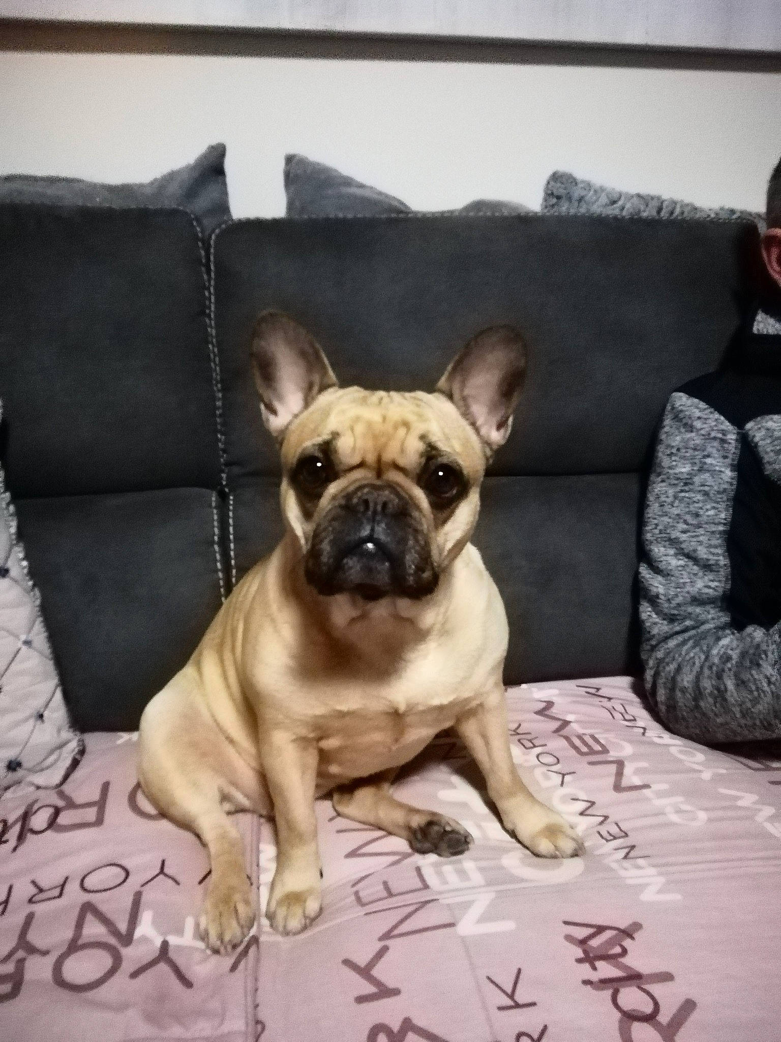 Lola a rejoint le concours — aidez-le/la à gagner de superbes lots ! bulldog, canidae, carnivore, comfort, companion_dog, couch, dog, dog_breed, fawn, flooring, handwriting, linens, pug, snout, sporting_group, terrestrial_animal, toy_dog, whiskers, working_animal, wrinkle