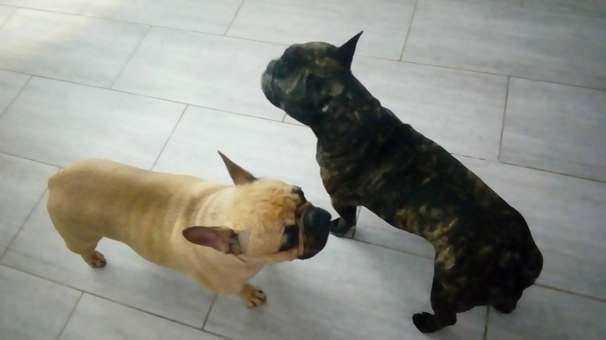 Hercule a rejoint le concours — aidez-le/la à gagner de superbes lots ! bulldog, canidae, carnivore, collar, companion_dog, dog, dog_breed, dog_collar, fawn, flooring, paw, pet_supply, pug, puppy, snout, sporting_group, tail, terrestrial_animal, toy_dog, working_animal