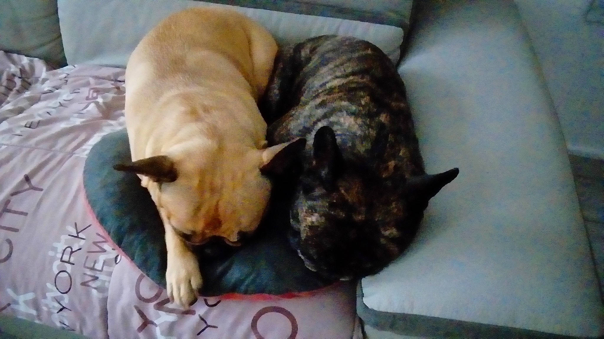 Hercule participe au concours pour gagner de l'argent avec cette photo : canidae, carnivore, comfort, companion_dog, dog, dog_breed, domestic_short_haired_cat, fawn, felidae, fur, linens, nap, sleep, small_to_medium_sized_cats, snout, sporting_group, tail, terrestrial_animal, whiskers, working_animal