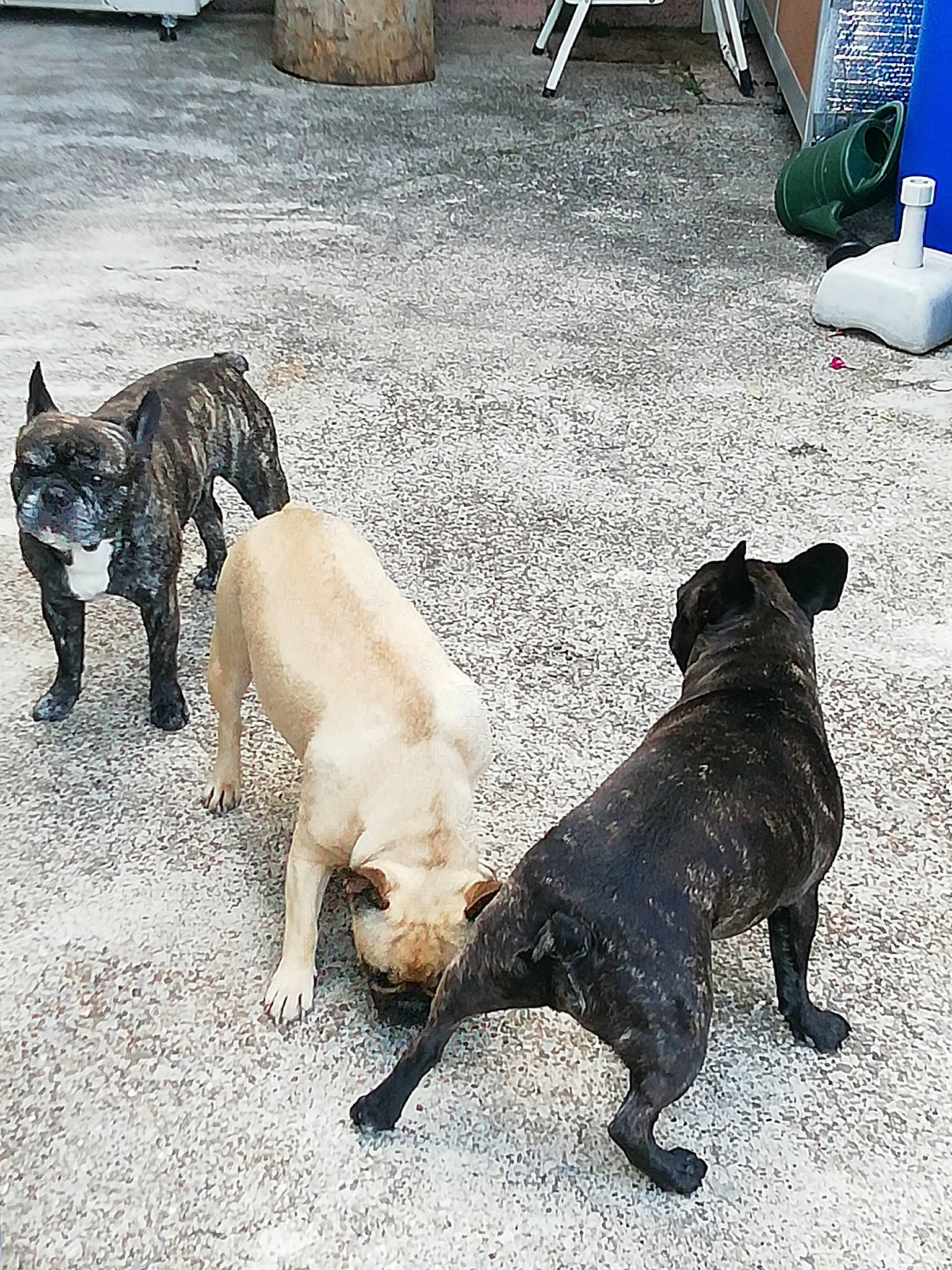 Hercule participe au concours pour gagner de l'argent avec cette photo : art, canidae, carnivore, companion_dog, dog, dog_breed, fawn, flooring, fur, guard_dog, leash, road_surface, snout, sporting_group, street_dog, tail, terrestrial_animal, walking, working_animal, working_dog