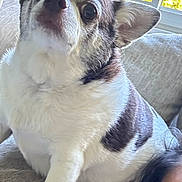 Einstein is registered to the contest to win money with this photo: dog, pet, couch, indoor, window, furniture, animal, cozy, white, brown, fur, paw, face, human, relaxed, companion, domestic, portrait, closeup, living_room