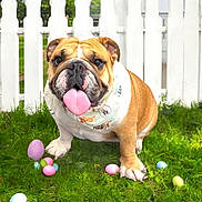 Prince is registered to the contest to win money with this photo: bulldog, dog, animal, pet, grass, easter_eggs, colorful, tongue_out, bandana, white_fence, outdoor, playful, cute, festive, spring, greenery, portrait, daylight, mammal, closeup