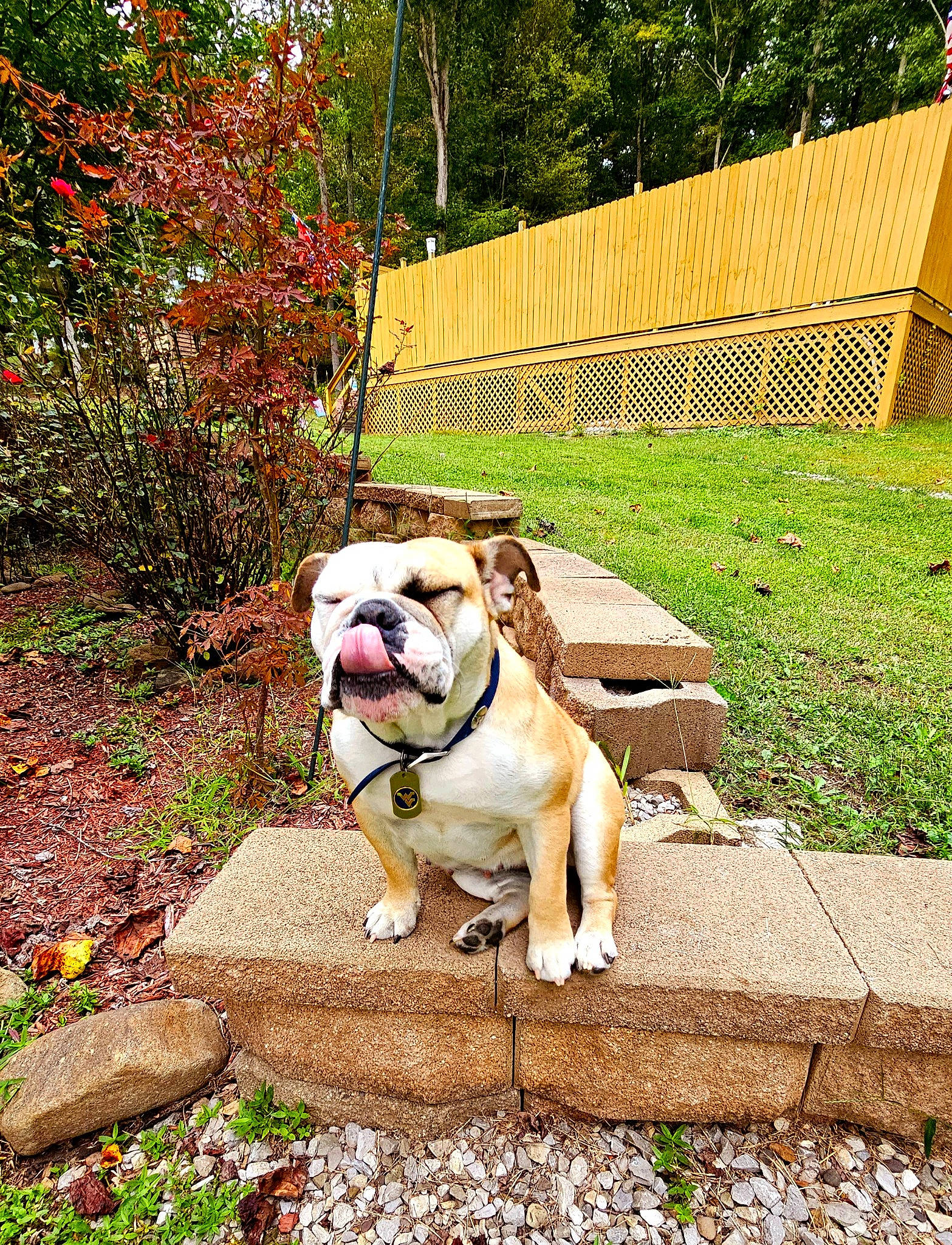 Princess Pritt joined the competition — help win amazing prizes! bulldog, canidae, carnivore, companion_dog, dog, dog_breed, fawn, flower, garden, grass, groundcover, landscape, plant, snout, soil, tail, toy_dog, tree, working_animal, wrinkle