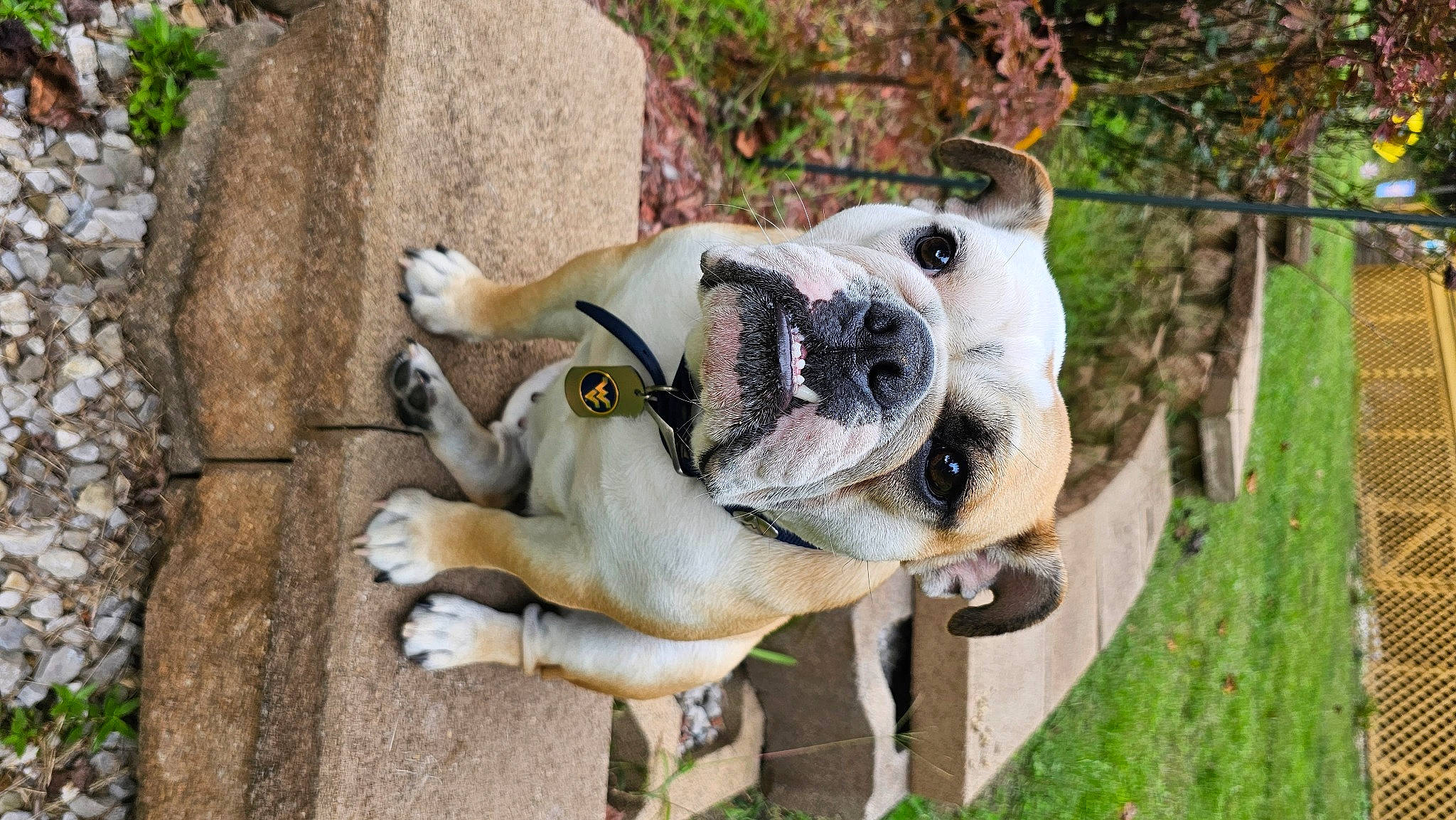 Princess Pritt is registered to the contest to win money with this photo: canidae, carnivore, collar, companion_dog, dog, dog_breed, dog_collar, dog_supply, fawn, grass, leash, molosser, pet_supply, plant, snout, sporting_group, tree, working_animal, working_dog, wrinkle