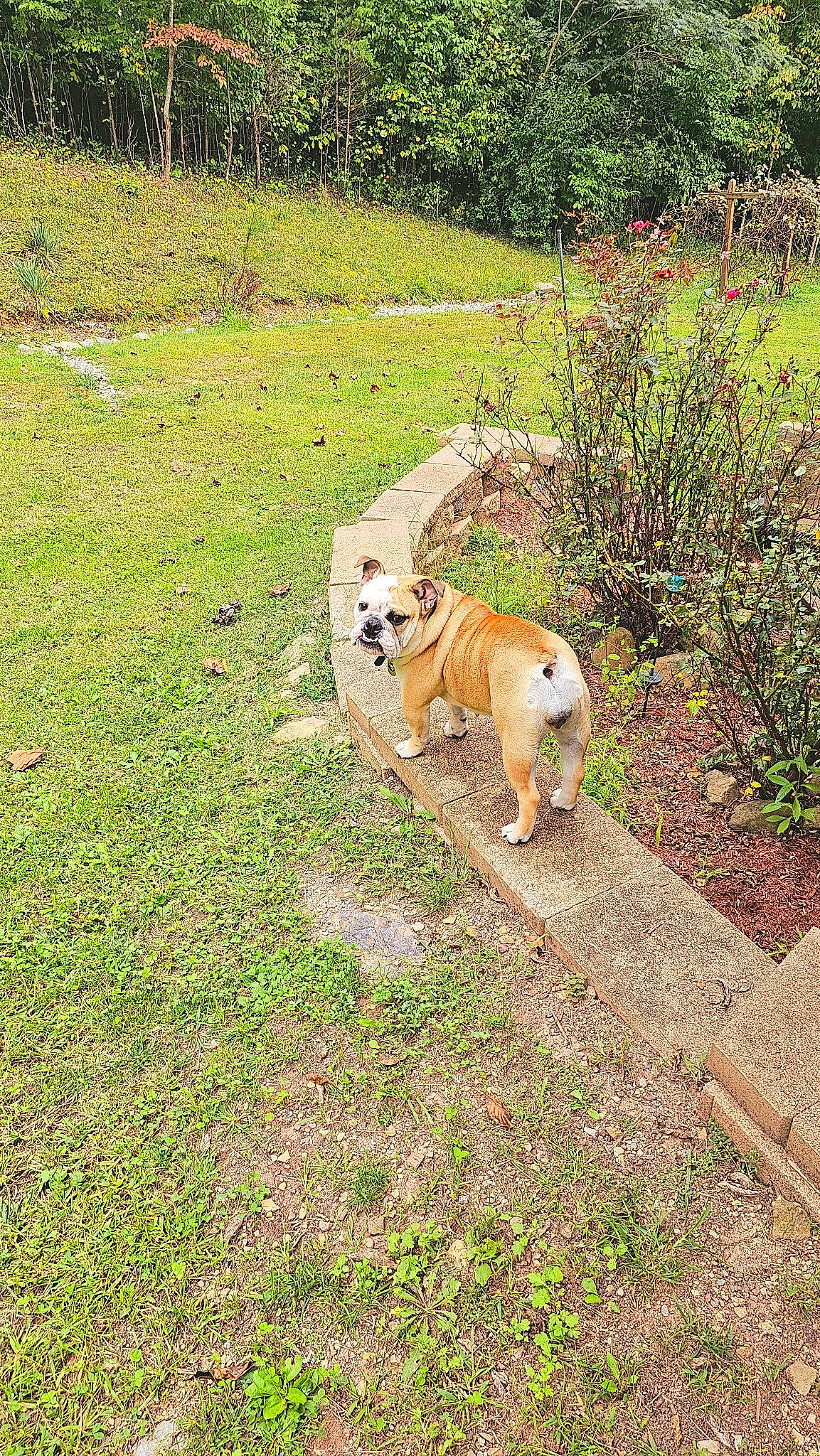 Princess Pritt is registered to the contest to win money with this photo: ancient_dog_breeds, canidae, carnivore, companion_dog, dog, dog_breed, felidae, garden, grass, grassland, groundcover, landscape, non_sporting_group, pasture, plant, soil, tail, terrestrial_animal, working_animal, working_dog
