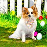 dog, fluffy, bandana, grass, easter_eggs, white_fence, outdoor, spring, colorful, pet, cute, small_dog, garden, animal, nature, holiday, festive, sitting, greenery, playful