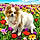 Romeo