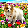 dog, fluffy, bandana, flower_field, colorful_flowers, outdoor, nature, pet, cute, small_dog, spring, greenery, sunny, sky, animal, portrait, garden, happy, standing, fur