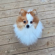 Romeo is registered to the contest to win money with this photo: dog, pomeranian, fluffy, pet, canine, wooden_deck, paw_prints, outdoor, brown, white, fur, small_dog, cute, animal, looking_up, sitting, companion, domestic_animal, adorable, playful