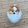 dog, pomeranian, fluffy, pet, canine, wooden_deck, paw_prints, outdoor, brown, white, fur, small_dog, cute, animal, looking_up, sitting, companion, domestic_animal, adorable, playful