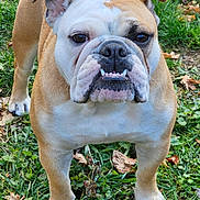 Princess is registered to the contest to win money with this photo: bulldog, dog, pet, animal, grass, outdoor, leaf, fall, cute, mammal, canine, fur, face, ears, snout, standing, nature, portrait, expression, tongue