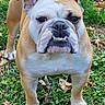 bulldog, dog, pet, animal, grass, outdoor, leaf, fall, cute, mammal, canine, fur, face, ears, snout, standing, nature, portrait, expression, tongue