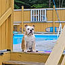 Princess joined the competition — help win amazing prizes! dog, bulldog, wooden_deck, pool, yellow_fence, outdoor, pet, summer, trees, greenery, animal, sitting, stairs, daylight, backyard, quiet, calm, leisure, nature, wood