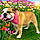 Princess