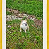 Princess joined the competition — help win amazing prizes! bulldog, dog, grass, greenery, rocks, outdoor, nature, white_border, yellow_background, pet, animal, sitting, small_dog, leaf_litter, ground, canine, portrait, curious, pensive, daylight