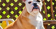 Princess joined the competition — help win amazing prizes! bulldog, puppy, dog, pet, outdoor, sunlight, cushion, blue, lattice_fence, wooden_chair, animal, sitting, cute, portrait, young, fur, ears, nose, face, expression