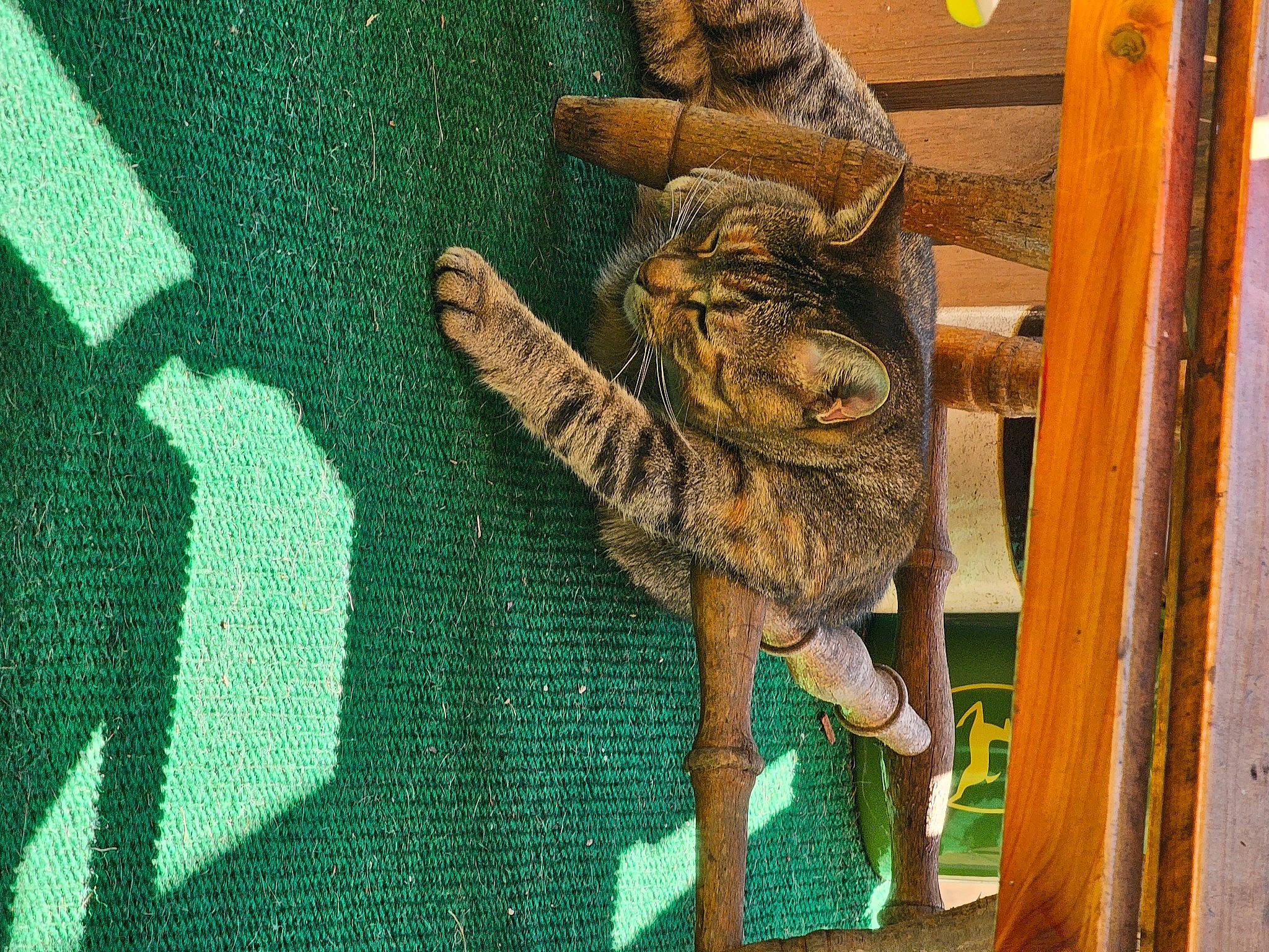 Nova Pritt joined the competition — help win amazing prizes! art, artifact, carving, claw, felidae, fish, flooring, foot, fur, grass, metal, pattern, plant, reptile, stone_carving, tail, terrestrial_animal, visual_arts, wildlife, wood