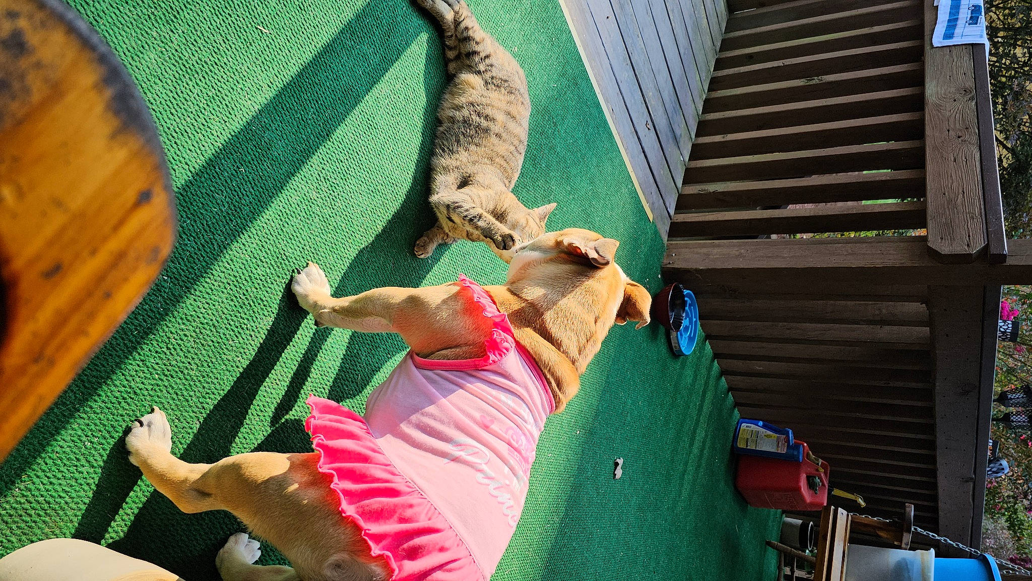 Nova Pritt joined the competition — help win amazing prizes! child, felidae, flooring, foot, fun, fur, grass, human_leg, knee, leisure, linens, recreation, sitting, tail, thigh, wood