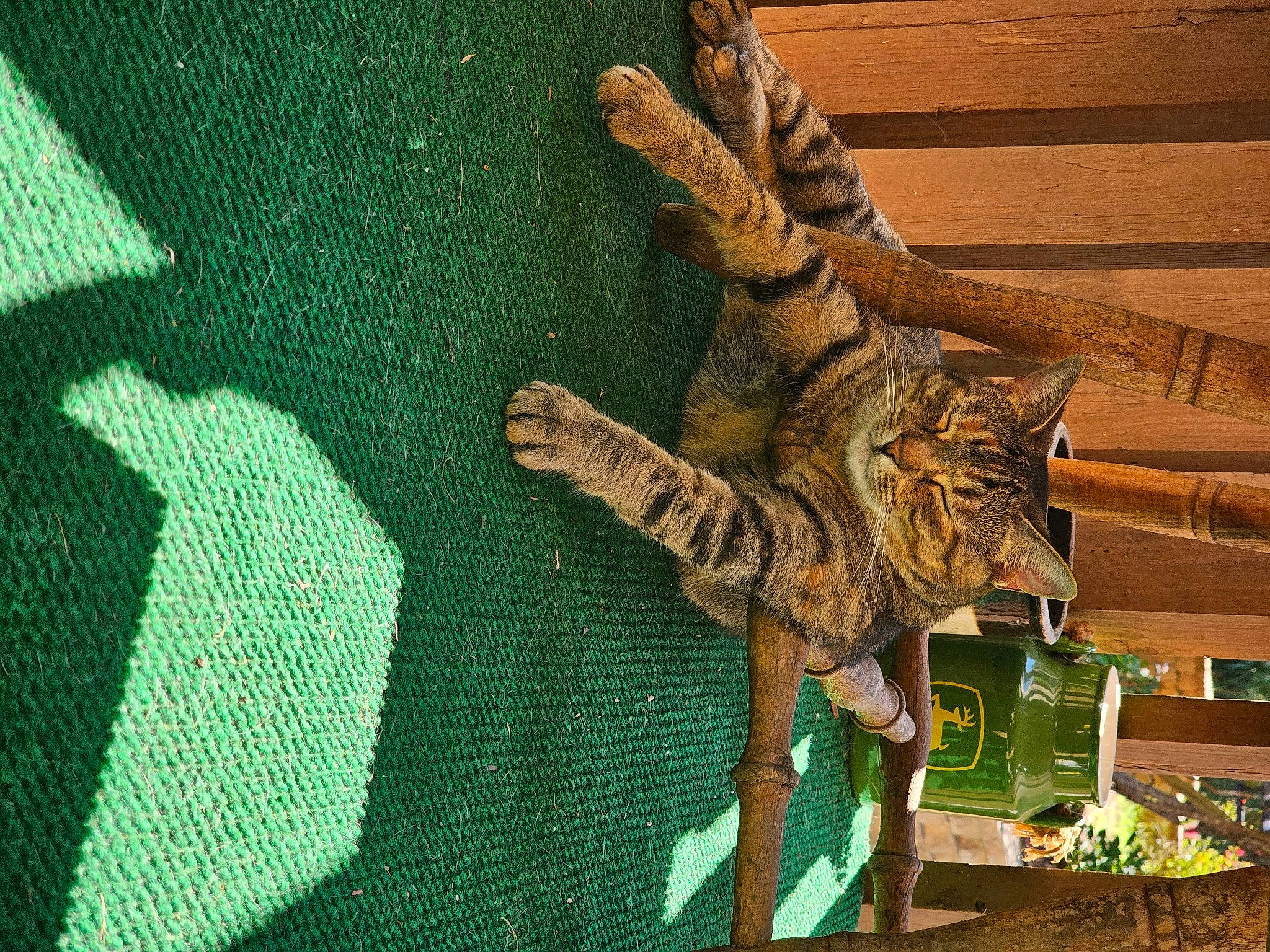 Nova Pritt is registered to the contest to win money with this photo: big_cats, carnivore, cat, claw, domestic_short_haired_cat, fawn, felidae, fur, green, military_camouflage, pattern, siberian_tiger, sleeve, small_to_medium_sized_cats, tail, terrestrial_animal, tiger, whiskers, wood, woven_fabric