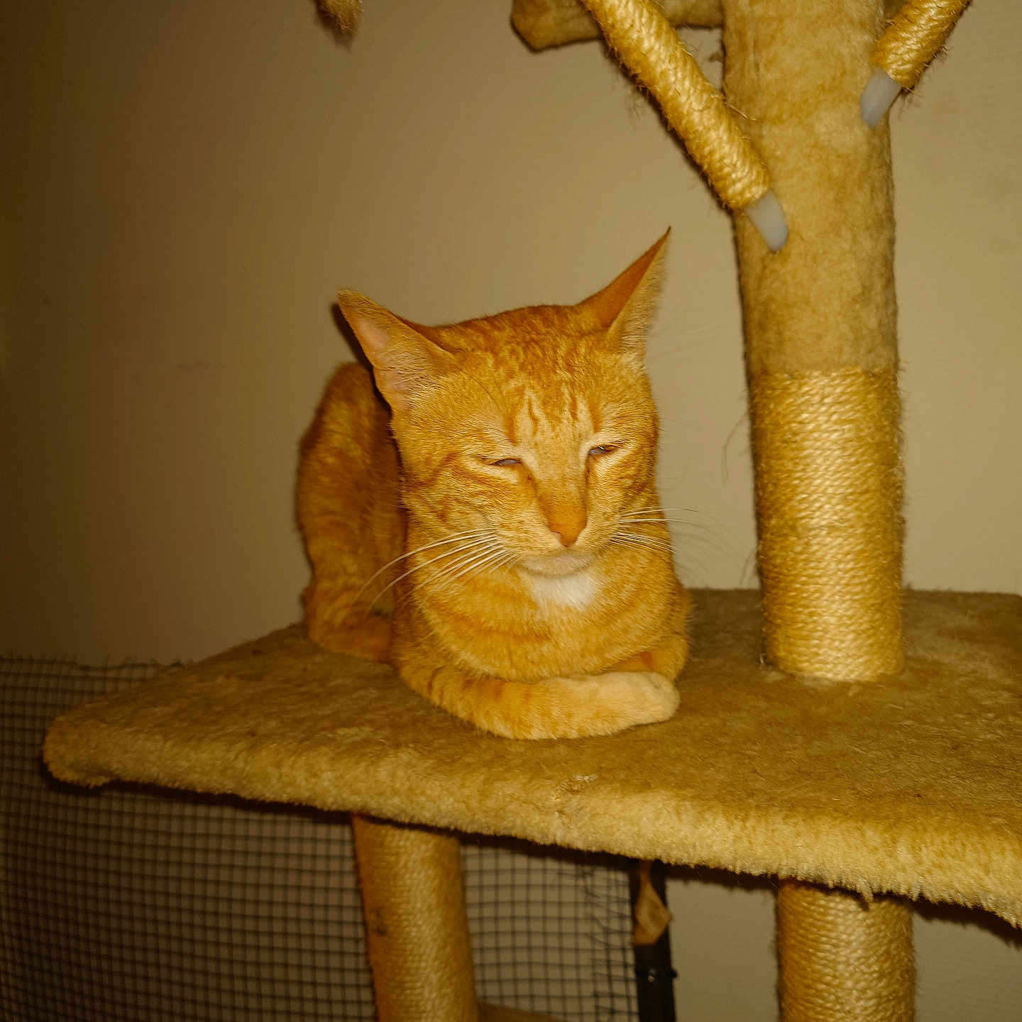 Tigrou participe au concours pour gagner de l'argent avec cette photo : abyssinian, animal, bookcase, cat, chair, closet, countryside, cupboard, furniture, handrail, hardwood, kitten, manx, nature, outdoors, pet, plywood, shelf, straw, wood
