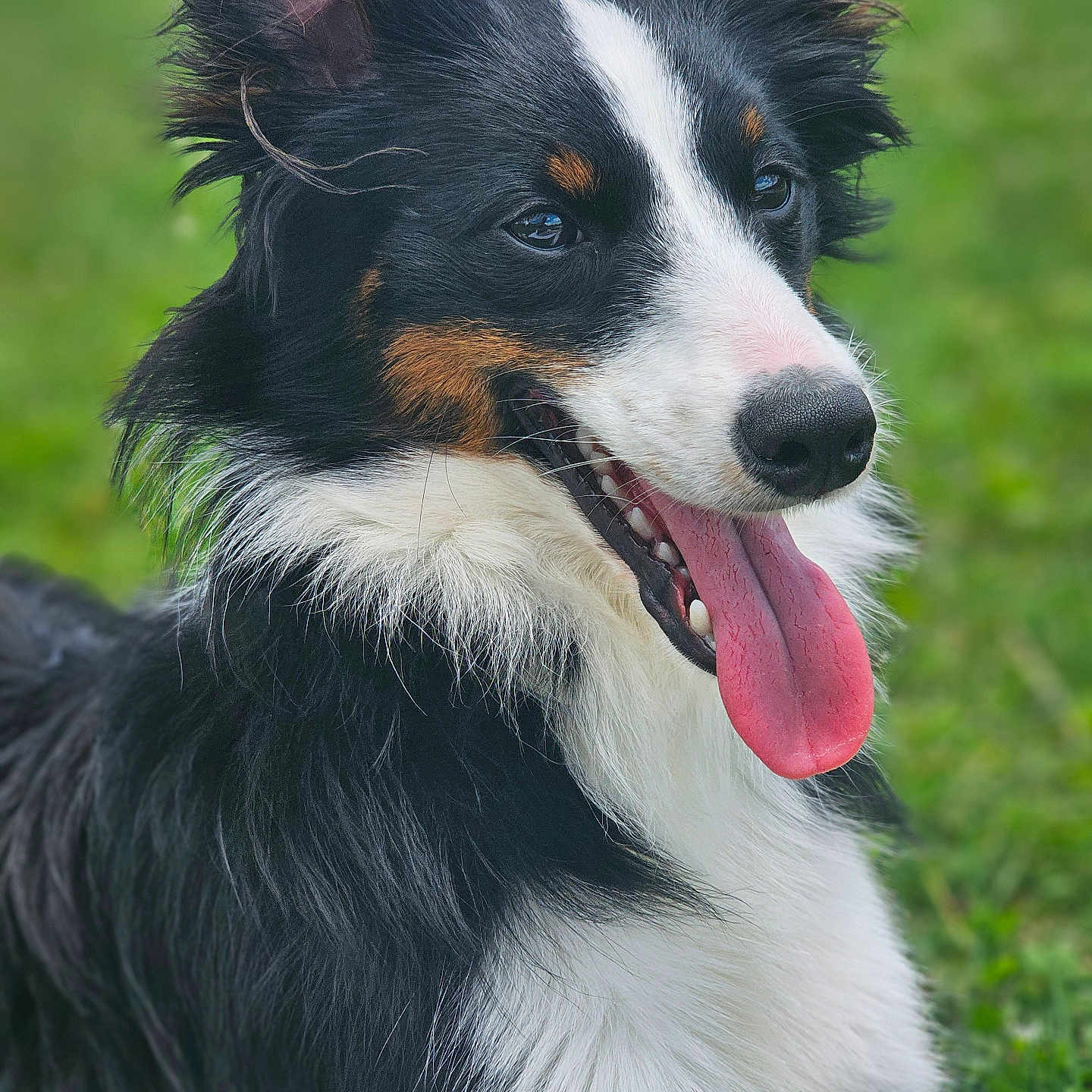 Mowgli joined the competition — help win amazing prizes! animal, appenzeller, ball, bodypart, canine, cockerspaniel, collie, dog, grass, hound, leash, mouth, papillon, person, pet, plant, puppy, sport, tennis, tongue