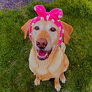 Chica is registered to the contest to win money with this photo: animal, canine, cute, dog, ears, friendly, fur, golden_retriever, grass, happy, headband, looking_up, nature, outdoor, pet, pink, playing, sitting, smiling, tongue