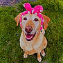 animal, canine, cute, dog, ears, friendly, fur, golden_retriever, grass, happy, headband, looking_up, nature, outdoor, pet, pink, playing, sitting, smiling, tongue