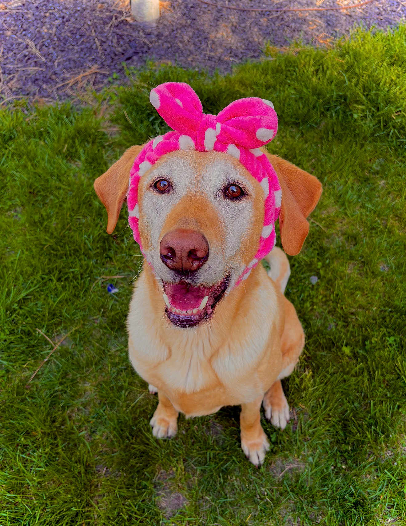 Chica is registered to the contest to win money with this photo: animal, canine, cute, dog, ears, friendly, fur, golden_retriever, grass, happy, headband, looking_up, nature, outdoor, pet, pink, playing, sitting, smiling, tongue
