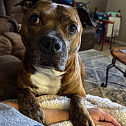 Zeus is registered to the contest to win money with this photo: dog, brindle, close_up, paw, arm, blanket, living_room, couch, table, indoor, furniture, carpet, person, resting, cozy, brown, white, fur, pet, domestic