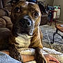 dog, brindle, close_up, paw, arm, blanket, living_room, couch, table, indoor, furniture, carpet, person, resting, cozy, brown, white, fur, pet, domestic