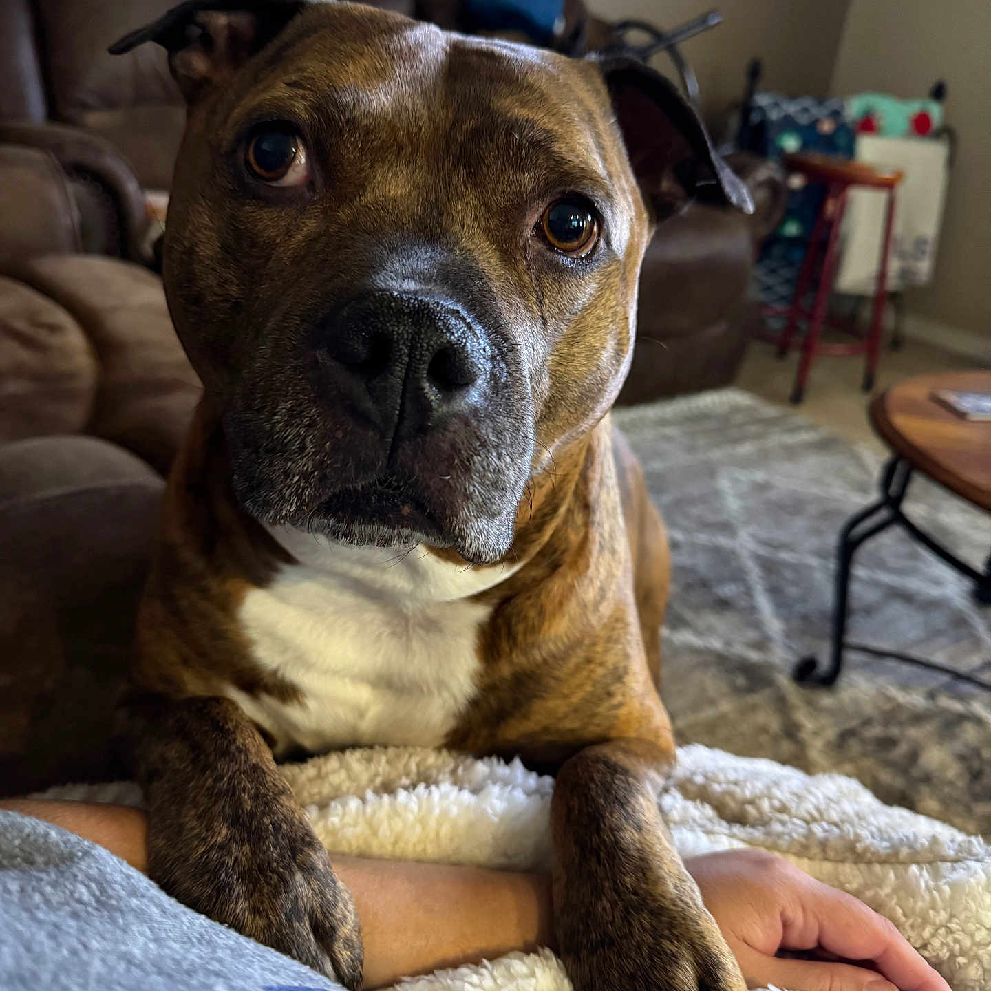 Zeus is registered to the contest to win money with this photo: arm, blanket, brindle, brown, carpet, close_up, couch, cozy, dog, domestic, fur, furniture, indoor, living_room, paw, person, pet, resting, table, white