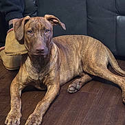 Simba is registered to the contest to win money with this photo: dog, brindle, pet, indoor, floor, wood_floor, couch, leather_couch, person, slippers, paws, looking_at_camera, relaxed, brown, animal, mammal, companion, domestic, resting, furniture