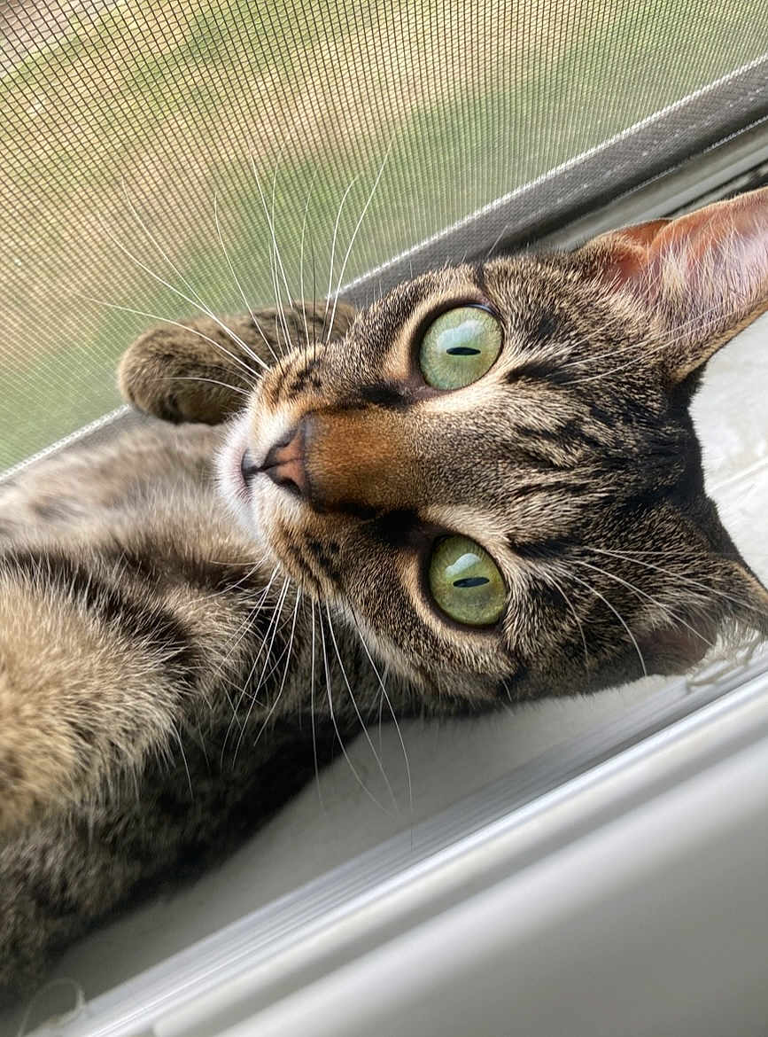Frizzle joined the competition — help win amazing prizes! cat, tabby_cat, close_up, green_eyes, whiskers, window, screen, fur, pet, animal, curious, lying_down, indoors, face, ears, nose, cute, looking, relaxed, domestic_cat