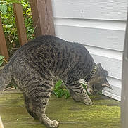 Frizzle joined the competition — help win amazing prizes! cat, tabby_cat, collar, wooden_deck, green_foliage, outdoor, side_wall, curious, pet, animal, mammal, striped_fur, nature, plant, exploration, paw, sniffing, domestic_cat, quiet, daylight