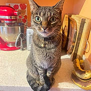 Frizzle joined the competition — help win amazing prizes! appliance, bananas, cat, collar, countertop, curious, cutting_boards, domestic_animal, feline, green_eyes, household, indoor, kitchen, mixer, orange_wall, pet, still_life, tabby_cat, whiskers, wooden_cabinet