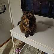 Babygirl is registered to the contest to win money with this photo: cat, tortoiseshell, table, litter_box, cat_litter, cat_scoop, indoor, floor, window, curtain, tile_floor, pet, animal, feline, fur, looking, sitting, home, cozy, domestic