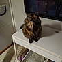 cat, tortoiseshell, table, litter_box, cat_litter, cat_scoop, indoor, floor, window, curtain, tile_floor, pet, animal, feline, fur, looking, sitting, home, cozy, domestic